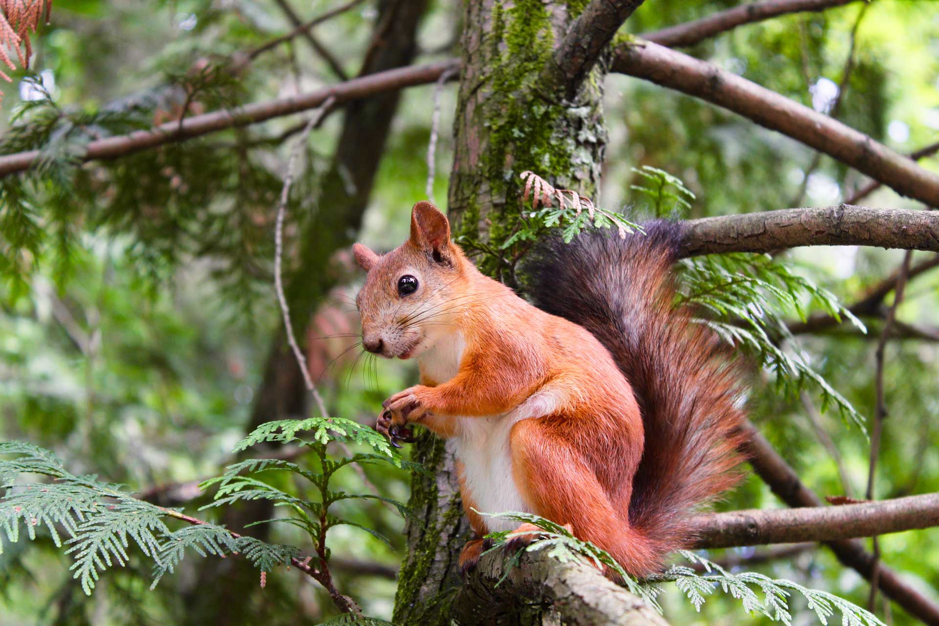 Our grounds are visited by Red Squirrels at Birchbrae Highland Lodges.