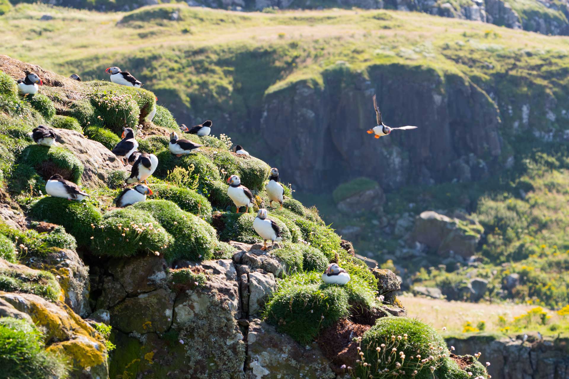Explore Glencoe, Lochaber and the Western Isles and see puffins on the Treshnish isles from your base at Birchbrae Highland Lodges.