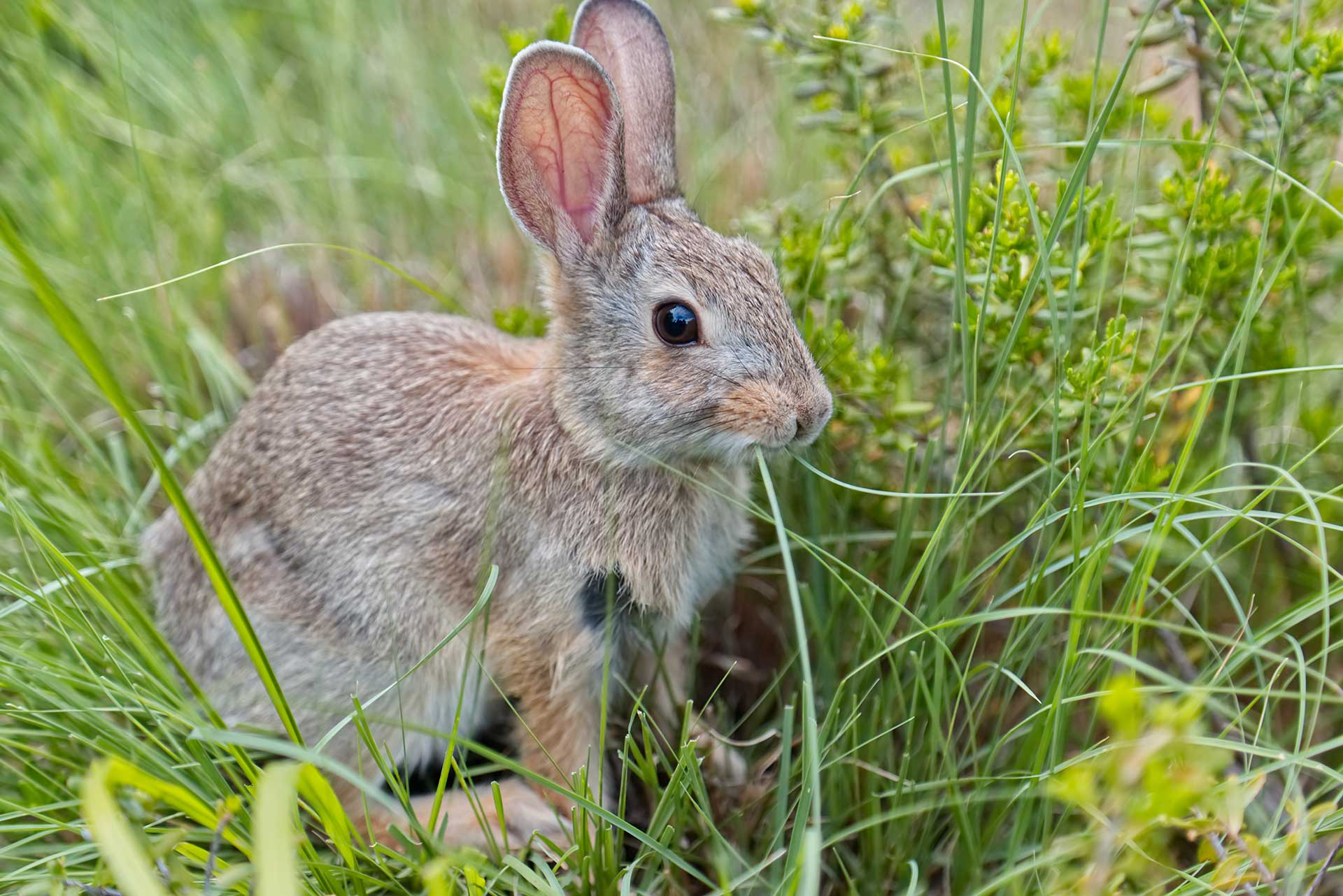 Stay still and see the rabbits playing in the forest grounds at Birchbrae Highland Lodges.