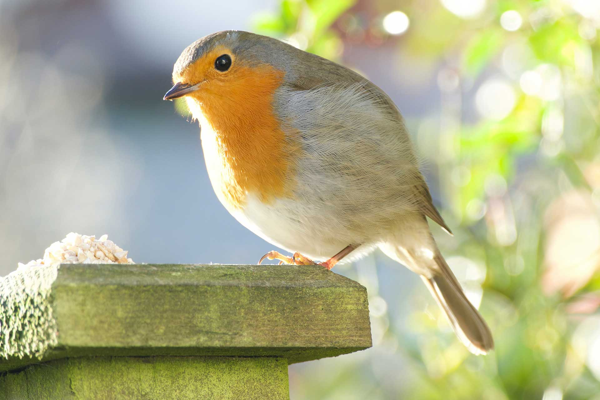 We have many friendly Robins who visit the lodges, some of whom will even eat food from your hand!