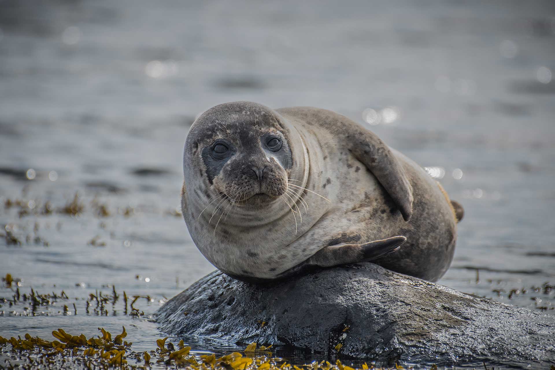 See seals on the shore around Loch Linnhe