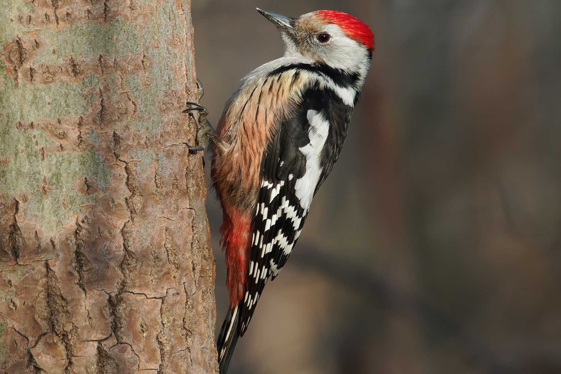 Woodpeckers are regularly seen by guests from our Lodges.