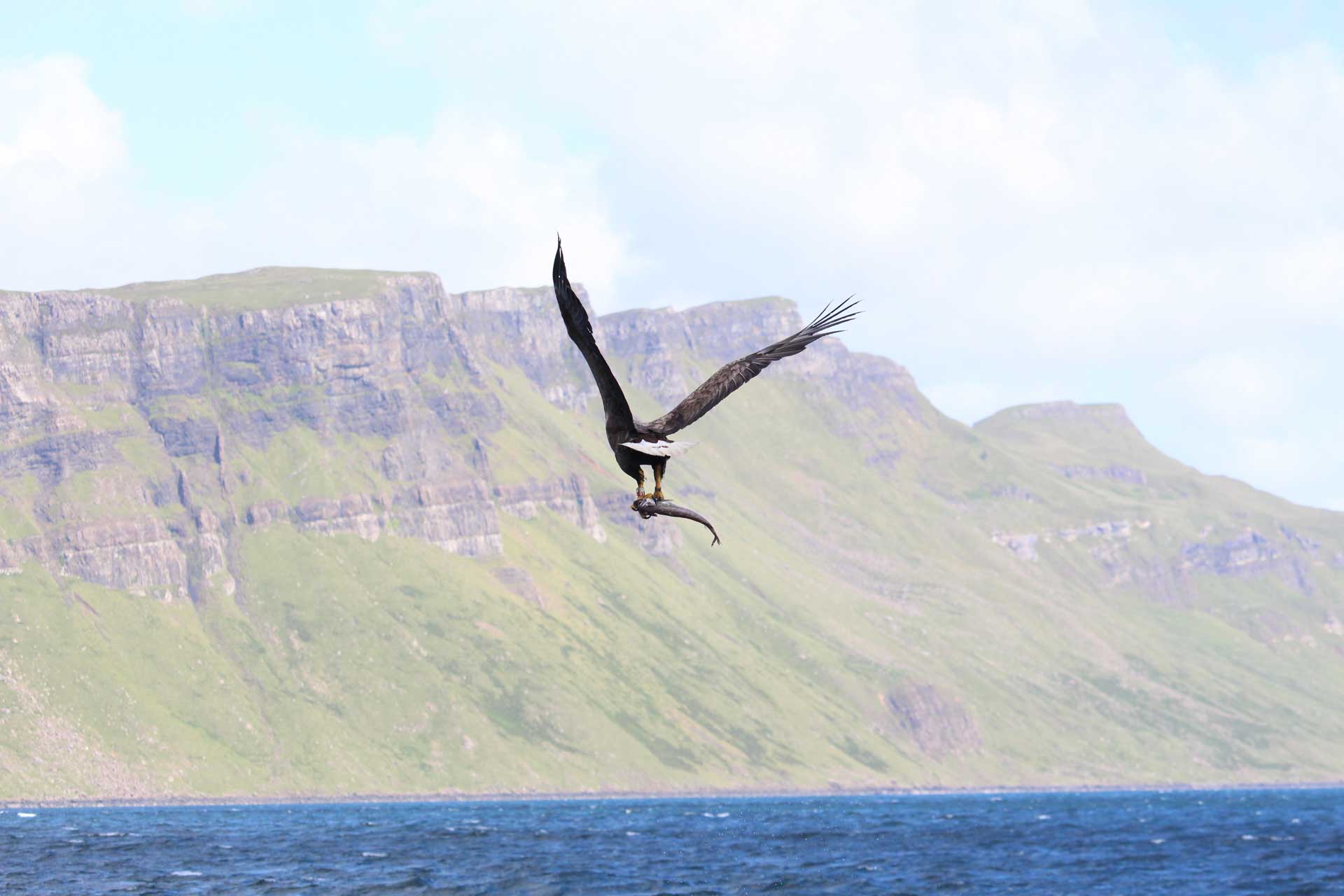 Discover wildlife on your adventures like this sea eagle off the southern coast of Skye